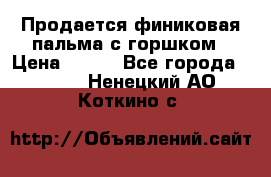 Продается финиковая пальма с горшком › Цена ­ 600 - Все города  »    . Ненецкий АО,Коткино с.